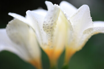 フリージアの花に水滴
