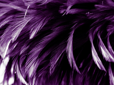 Beautiful abstract purple feathers on dark background and soft white pink feather texture on dark pattern and light blue background, colorful feather, purple banners © Weerayuth