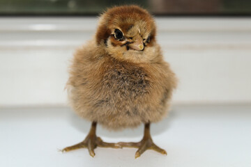 Little brown chicken near the window frame