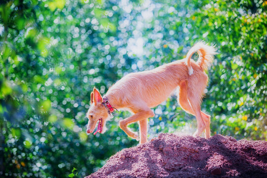 Beautiful red dog breed podenko ibicenko in summer in sunny weather