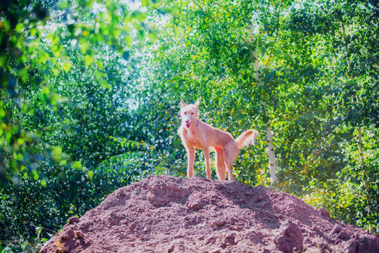 Beautiful red dog breed podenko ibicenko in summer in sunny weather