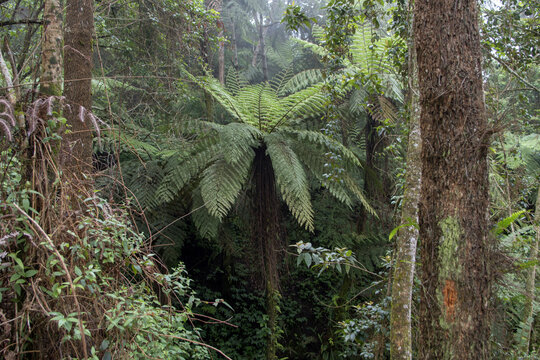 Tropical forest in Bali on the botom of the Agung volcano.