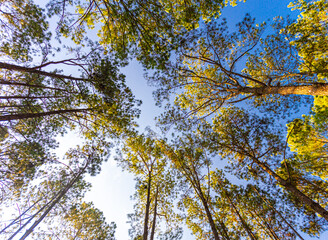 View of the beautiful pine tree tops