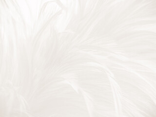 Fototapeta na wymiar Beautiful abstract gray feathers on white background and soft white feather texture on white pattern and brown background, white texture, love theme, valentines day