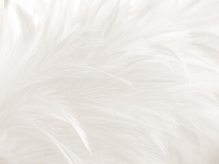 Beautiful abstract gray feathers on white background and soft white feather texture on white...
