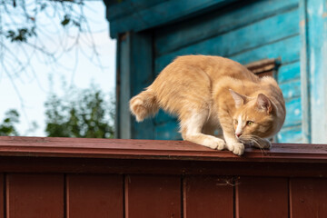 Adorable red haired cat with chopped tail sits on vintage brown wooden fence near old azure country...