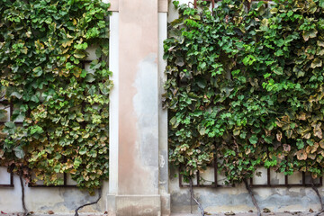 Fototapeta na wymiar hedge of plants on wall of the house