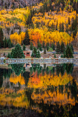 Aspen tree leaves