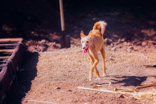Beautiful red dog breed podenko ibicenko in summer in sunny weather