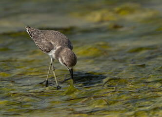 Greater sand plover feeding at Busaiteen coast of Bahrain