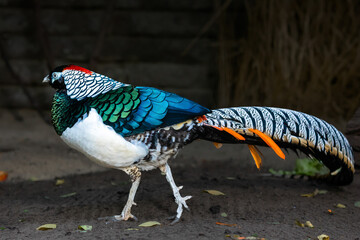 Diamantfasan