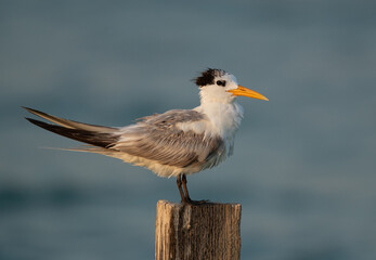 Portrait of a Greater Crested Tern at Busaiteen coast, Bahrain