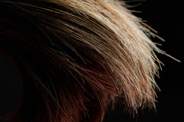 Brown hair pony tail