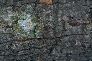 Old tree bark with beautiful patterns for graphic design or wallpapers.Natural background in abstract style.