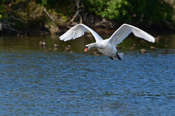 Cygne