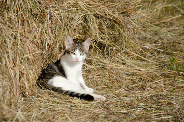 cat on a grass