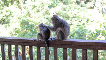 .behavior of monkeys in nature, reproduction and care for offspring. Tourist contact reserves with primates