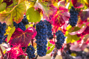 USA Sonoma winery