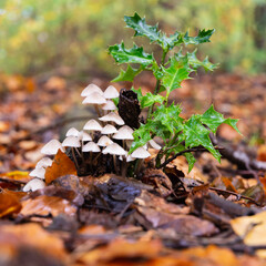 Clump of Fungi beside sprig of holly on the forest floor