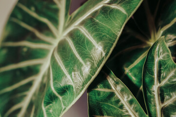 Alocasia plant green leaf texture