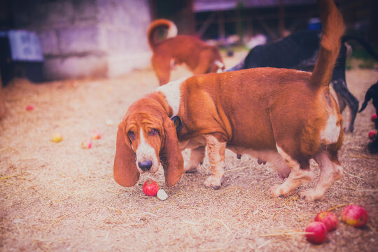 Handsome Fat Basset Hound Eating Apple In Summer In August