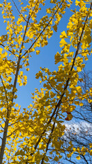 Ginkgobaum im Herbst