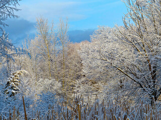 snow covered trees blue sky cattail reeds in foreground