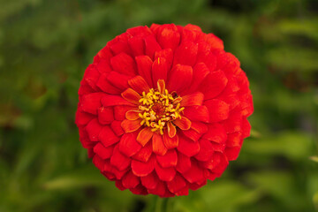 Zinnia | Red Flower | Digital Image Print | Michigan | Instant Download | Landscape & Nature Photography | Wall Art Picture | Michigan