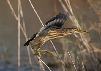 Little Bittern takeoff at Asker marsh, Bahrain