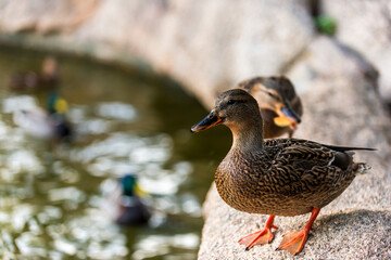Close-up duck in the park of Olbia, Sardinia - Italy