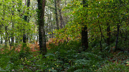 Autumn in an ancient Cornish woodland forrest, with bright green brown and many other autumnal colours.