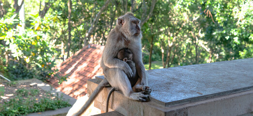 Fototapeta na wymiar .behavior of monkeys in nature, reproduction and care for offspring. Tourist contact reserves with primates