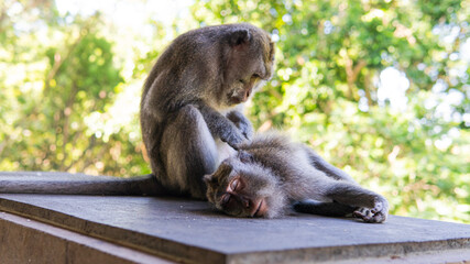 .behavior of monkeys in nature, reproduction and care for offspring. Tourist contact reserves with primates