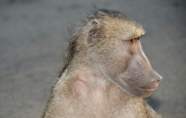 A baboon staring intently into the distance at a possible threat