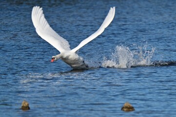 Cygne