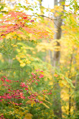 Fall Forest