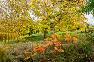 Götterbaum im Herbst