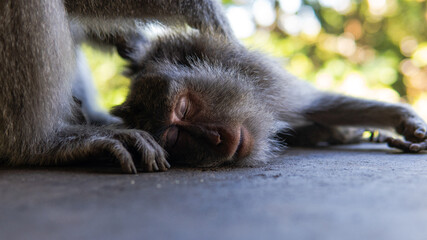 .behavior of monkeys in nature, reproduction and care for offspring. Tourist contact reserves with primates