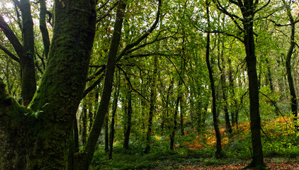 Autumn in an ancient Cornish woodland forrest, with bright green brown and many other autumnal colours.