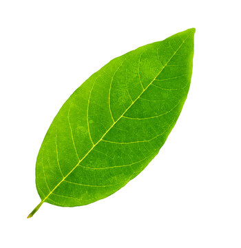 Single Green Leaf Images – Browse 643,965 Stock Photos, Vectors, and Video