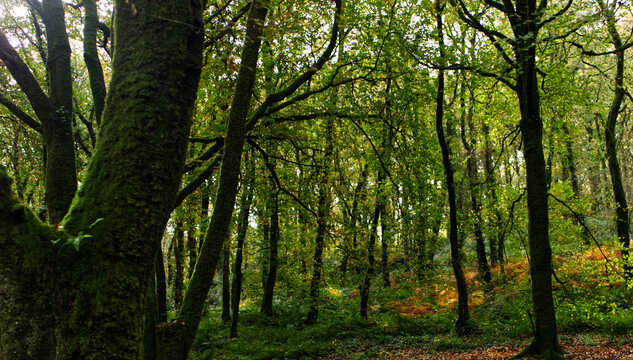 Autumn in an ancient Cornish woodland forrest, with bright green brown and many other autumnal colours. © David George
