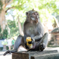 .behavior of monkeys in nature, reproduction and care for offspring. Tourist contact reserves with primates