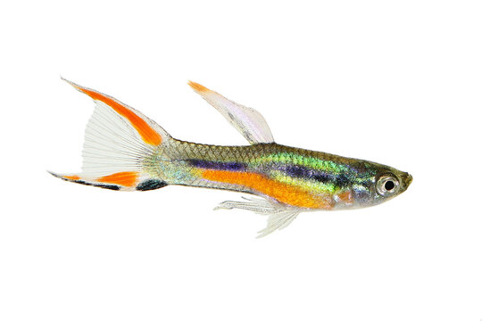 Endler Guppy Poecilia wingei tiny colorful tropical aquarium fish