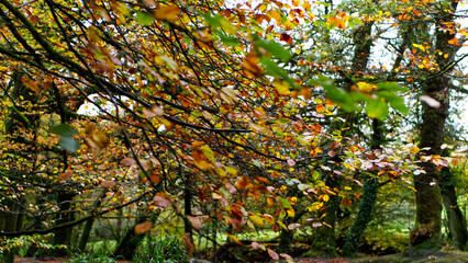 Autumn in an ancient Cornish woodland forrest, with bright green brown and many other autumnal colours.