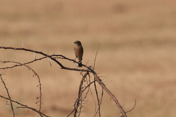Brown Rock Chat sitting on a thorny bush in the morning sun
