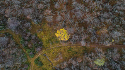 Autumn is on its way,Birds veiw