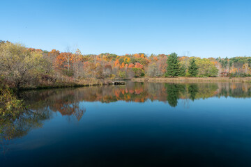 Fototapeta na wymiar Fall colored foliage reflects off of the far shoreline of a country lake