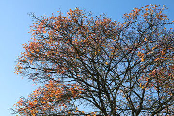 a tree in autumn
