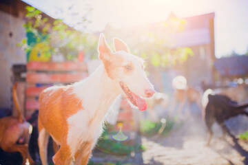 Cheerful dog resting on a sunny summer day in the courtyard