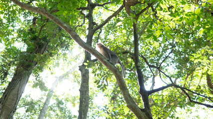 .behavior of monkeys in nature, reproduction and care for offspring. Tourist contact reserves with primates